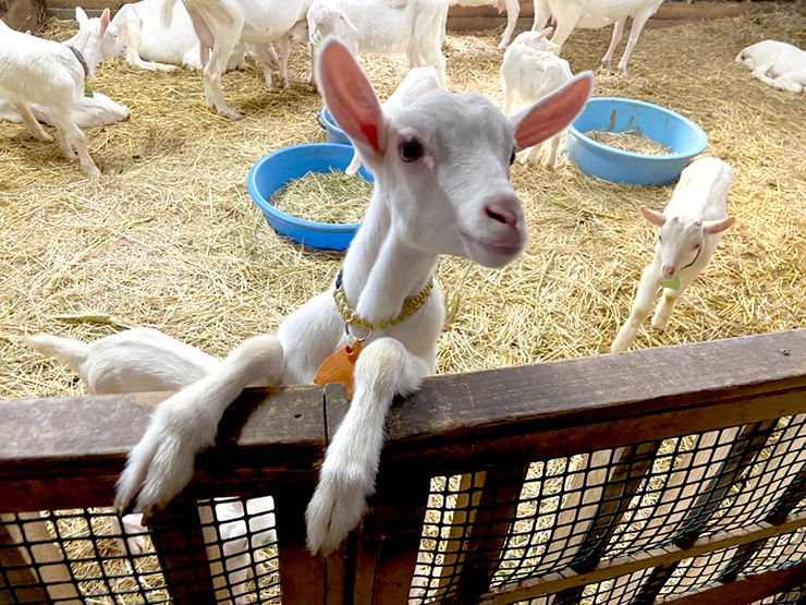フロンターレ日記 / フロンターレらしいイベントを国立で! 「フロンターレ牧場」開催!!