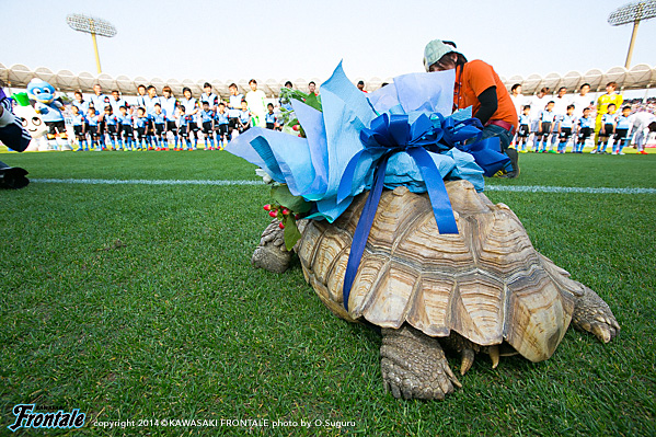選手への花束贈呈をするケヅメリクガメの「まきちゃん」